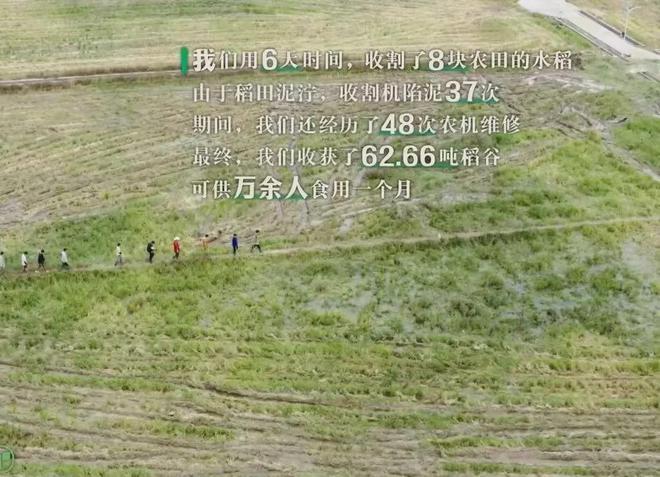 在风吹麦浪的金色季节带孩子重新认识“种地”这件事(图9)