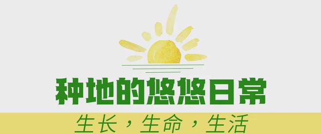 在风吹麦浪的金色季节带孩子重新认识“种地”这件事(图17)