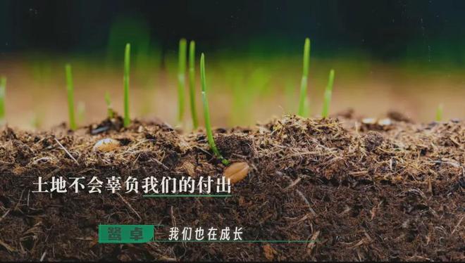在风吹麦浪的金色季节带孩子重新认识“种地”这件事(图38)