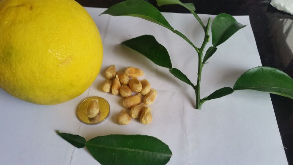 丹东市尾穗苋花海种子销售价格