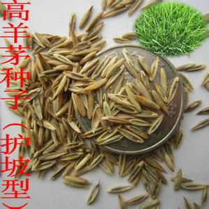 丹东市尾穗苋花海种子销售价格(图2)