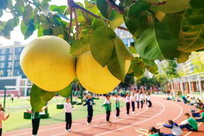 拥有829张乒乓球桌、学生每天锻炼3小时？这所学校是怎么做到的？(图4)