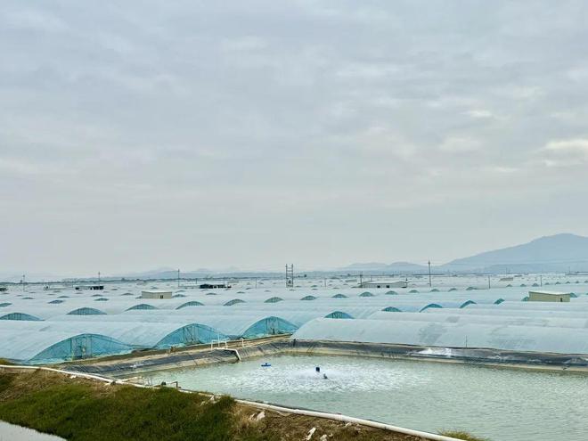 球盟会入口：错峰上市赢冬季黄金卖虾期！华南地区大规格优质对虾养殖成功率90%单棚产量2000斤